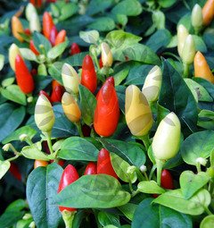 Praire Fire