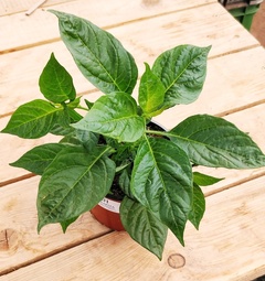 Sadenica Aji Charapita