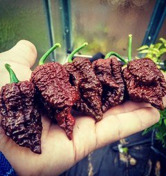Sadenica Borg 9 Chocolate