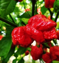 Sadenica Dragons Breath