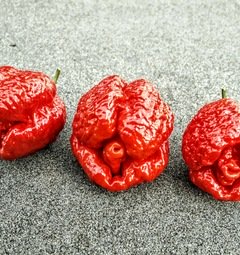Sadenica Trinidad Scorpion Satan