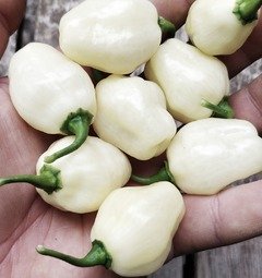 Sadenica Habanero Big Bullet