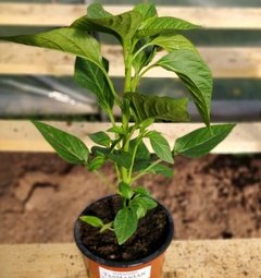 Sadenica Habanero Tasmanian