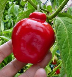 Sadenica Manzano Rocoto Red