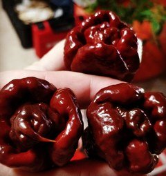 Sadenica Trinidad Scorpion Moruga Chocolate