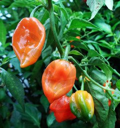 Sadenica chilli Habanero Orange