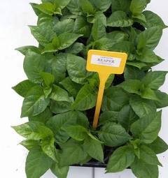 Sazenice Carolina Reaper