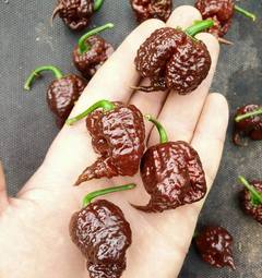 Sadenica Carolina Reaper Chocolate
