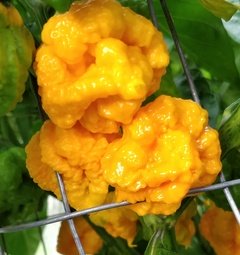 Scotch Brains Yellow