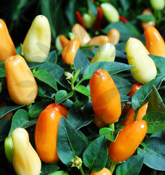 Thanksgiving Chilli