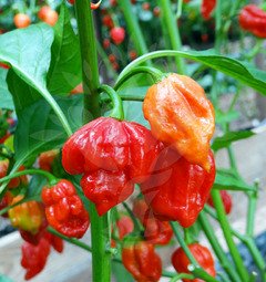 Trinidad Scorpion Butch Taylor