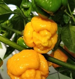 Chilli Trinidad Scorpion Moruga Yellow semienka