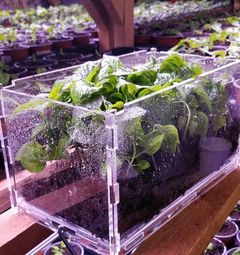 Vyhř&iacute;van&yacute; v&yacute;sevn&iacute; inkub&aacute;tor CHILLI