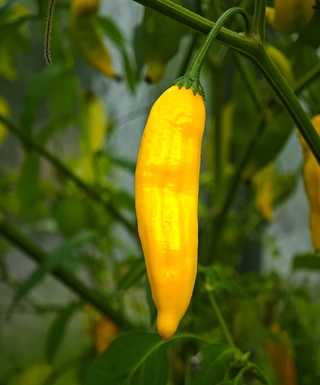 Aji Lemon Drop | semena chilli 10 ks