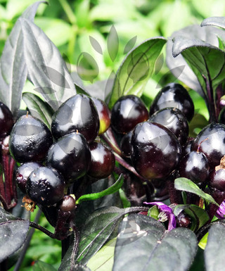 Black Pearl | semena chilli 10 ks