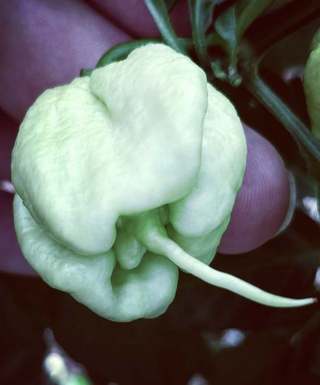 Chilli Carolina Reaper White semienka