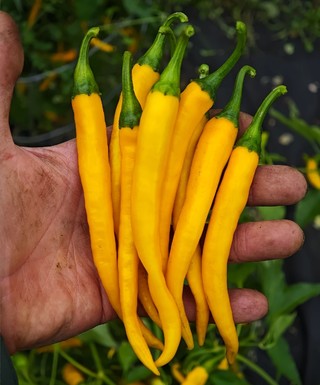Cayenne Yellow