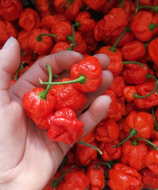 Čerstvé papričky Trinidad Scorpion Moruga