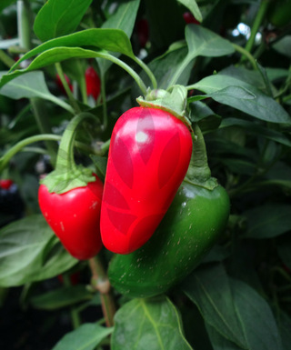 Early Jalapeno