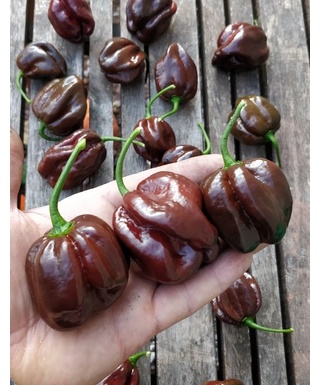 Habanero Chocolate