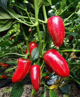 Jalapeno Jalastar