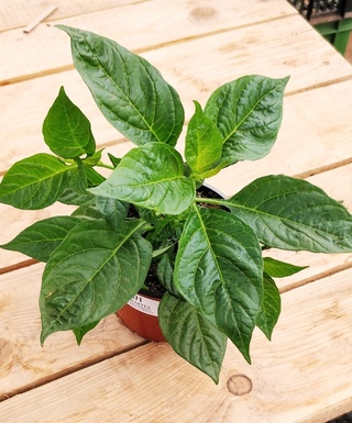 Sadenica Aji Charapita