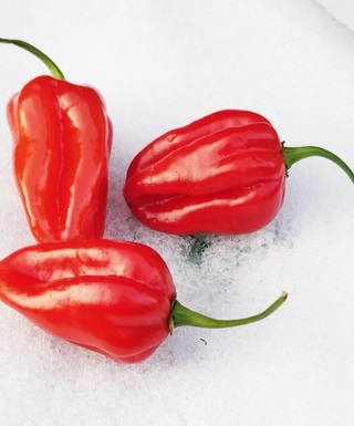 Sadenica Habanero Red