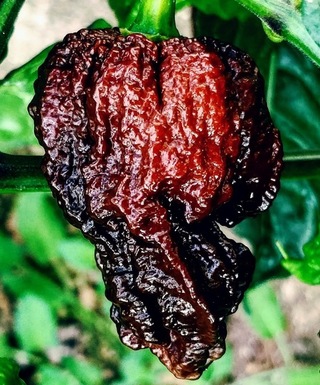 Semen&aacute; Chilli Nagabrain Chocolate semienka