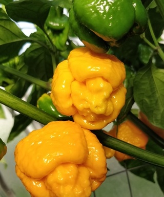 Chilli Trinidad Scorpion Moruga Yellow semienka