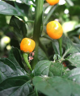 Aji Charapita