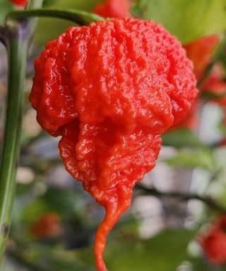 Carolina Reaper HP22B