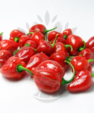 Čerstvé papričky Habanero Red Savina