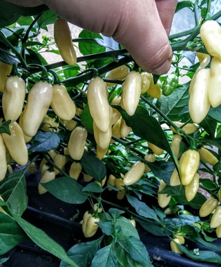 Habanero White Long