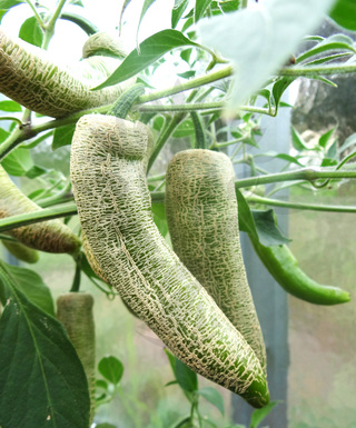 Jalapeno Farmers