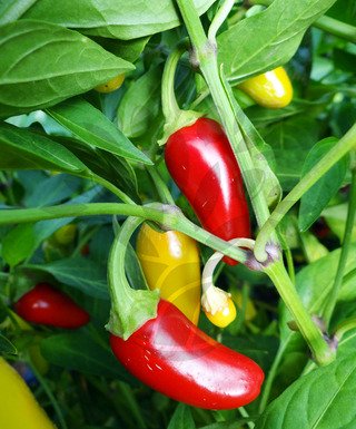 Jalapeno NuMex Pinata