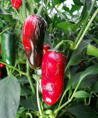 Jalapeno Senorita