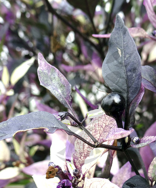 Purple Flash