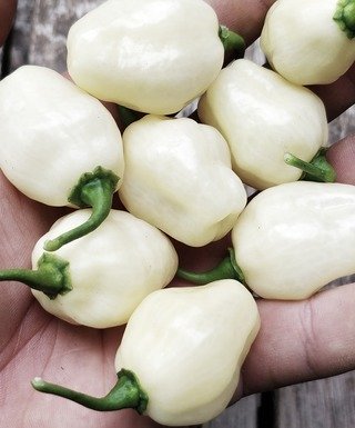 Sadenica Habanero Big Bullet