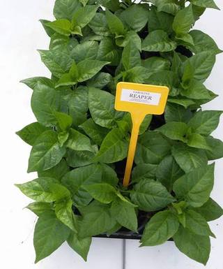 Sazenice Carolina Reaper