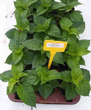 Sazenice Habanero Chocolate