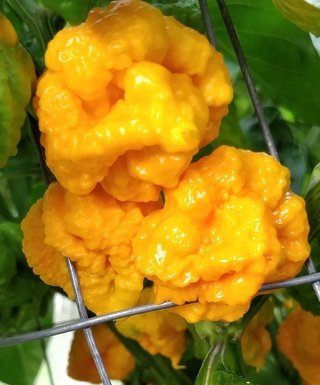 Scotch Brains Yellow