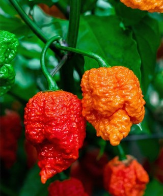Semená Carolina Reaper HP22B