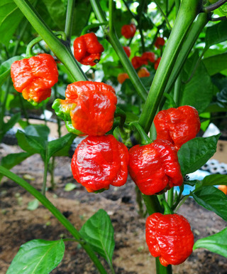 Trinidad Scorpion Moruga